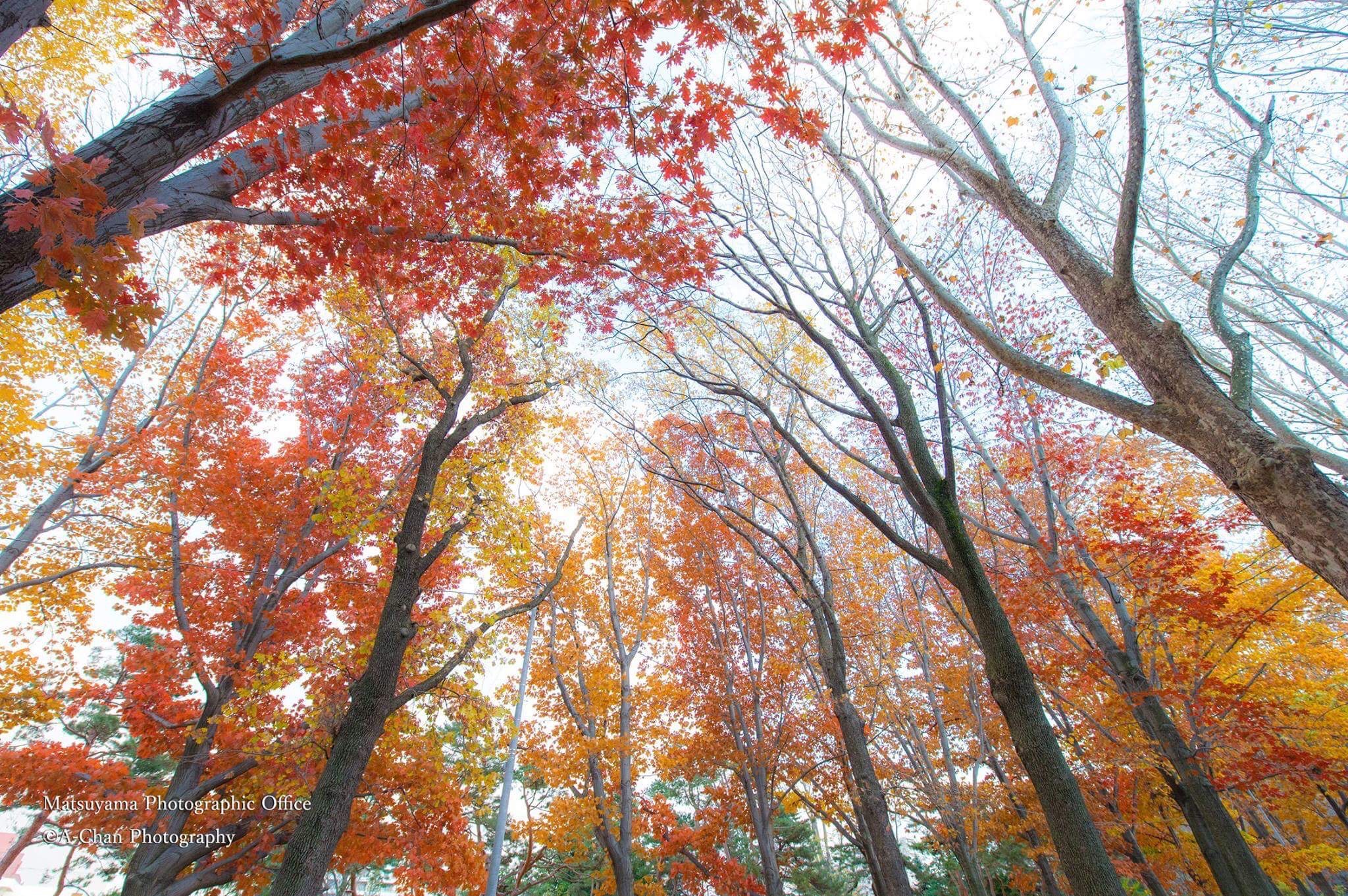 furano 1