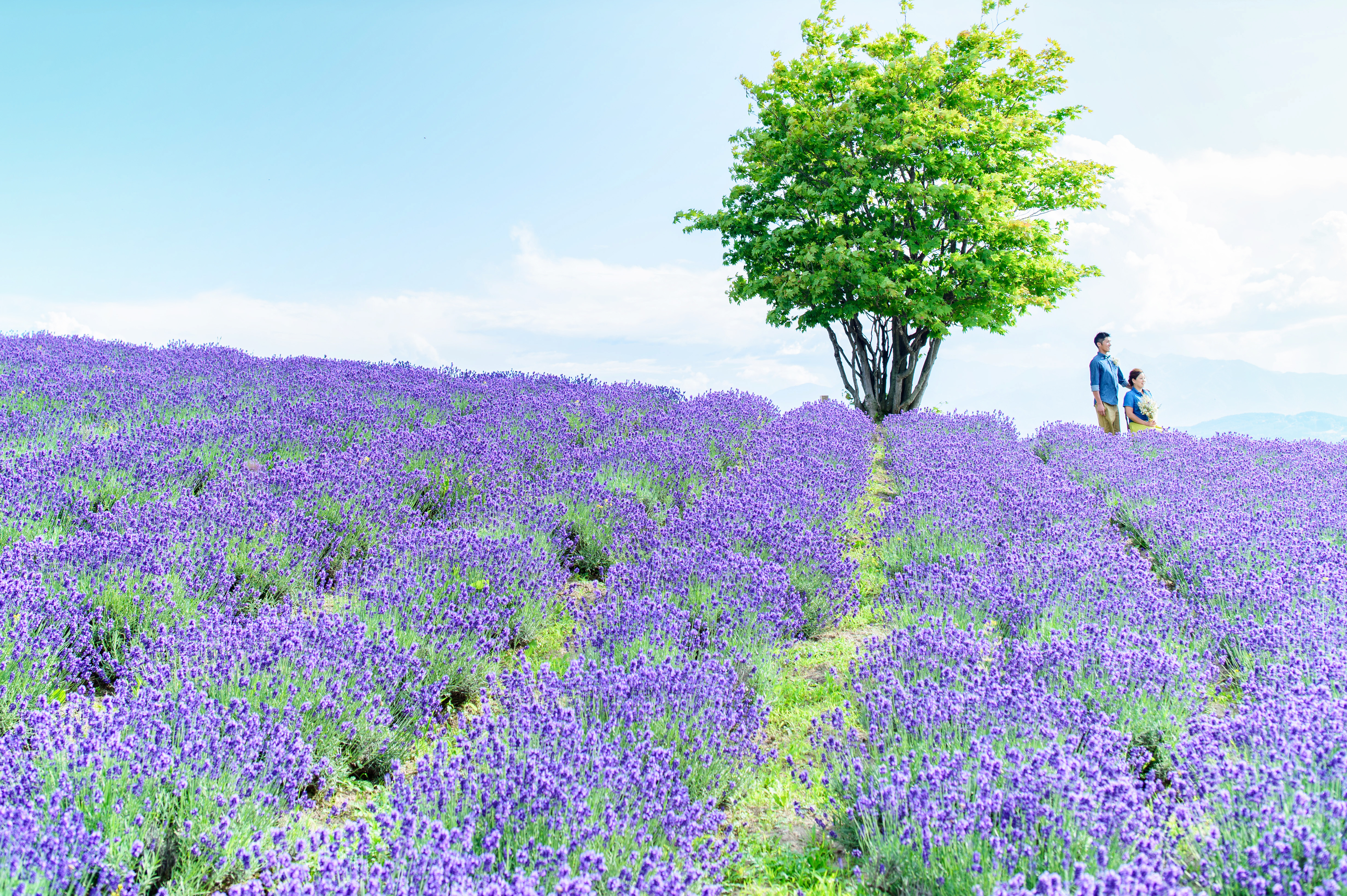 furano 1