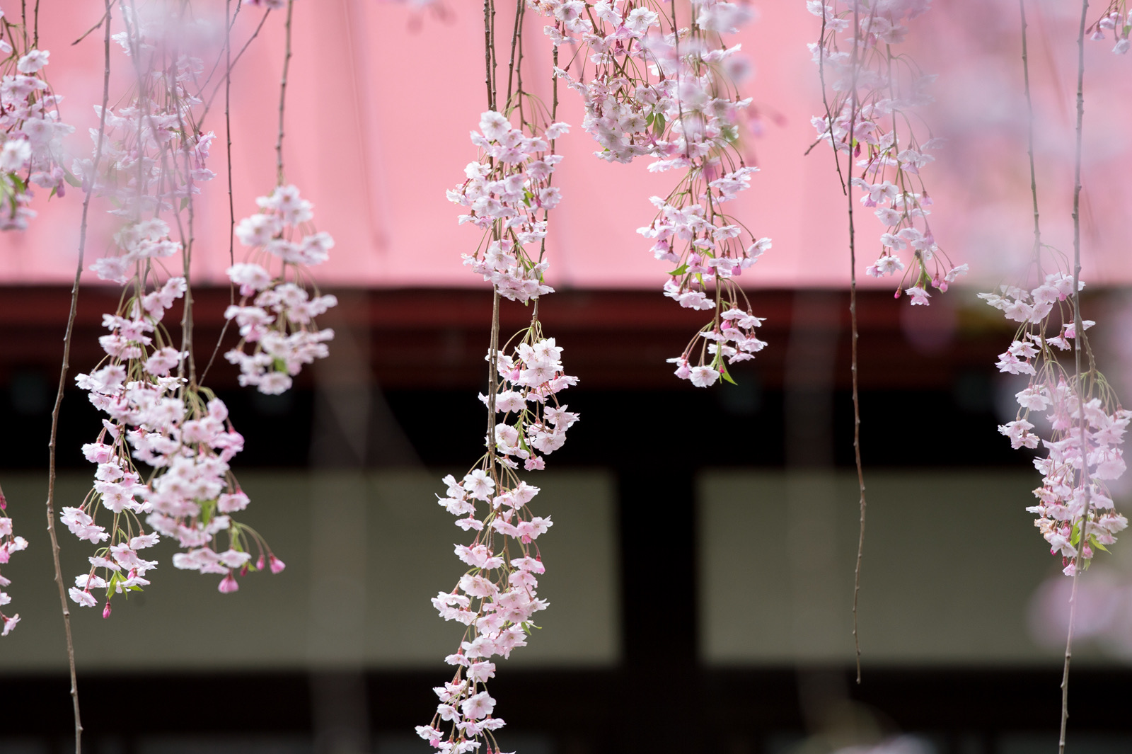 furano 2