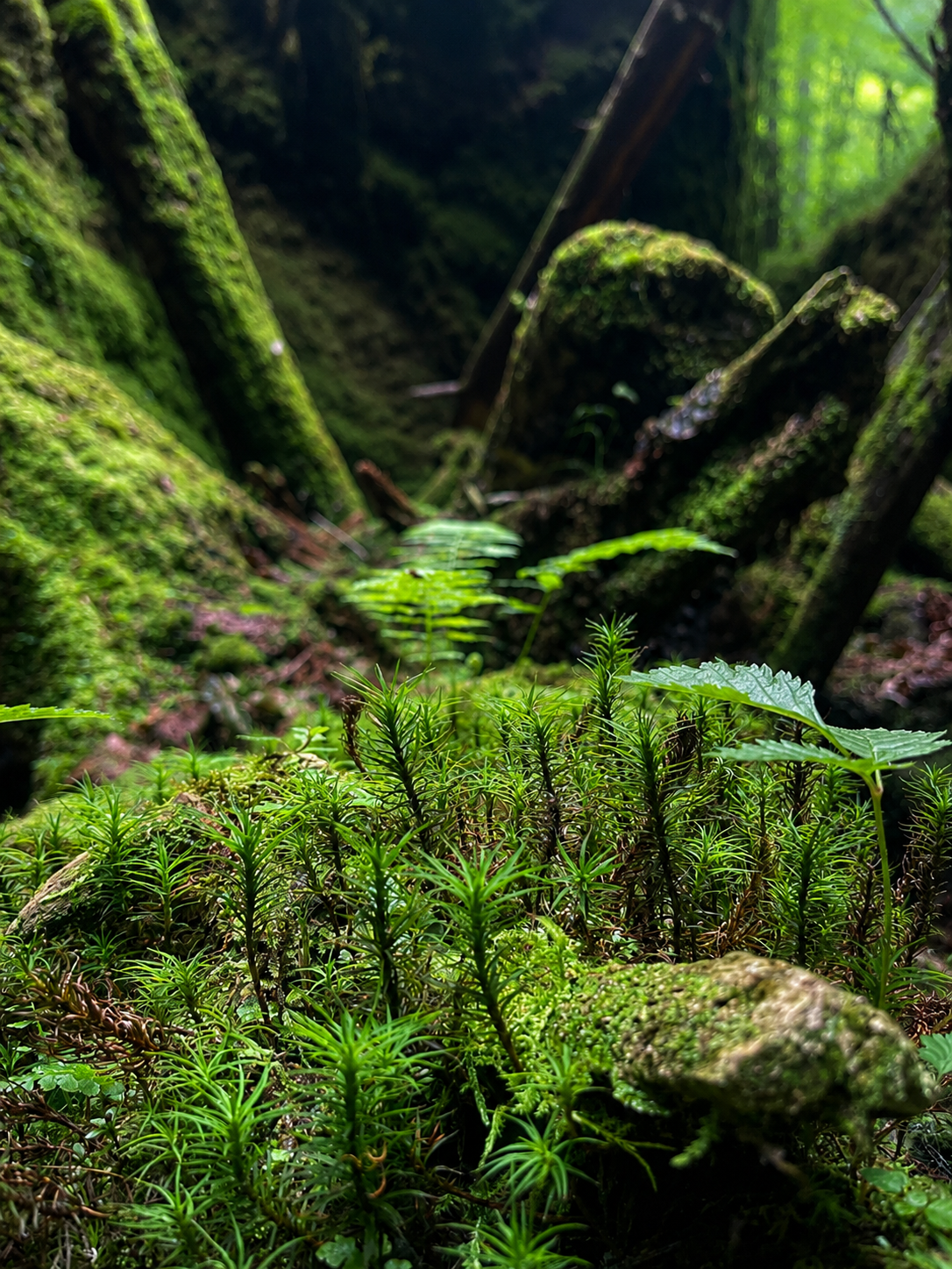 forest walk
